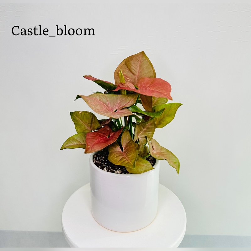 گیاه سینگونیوم صورتی با کیفیت و پر حجم بدون گلدان 