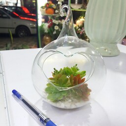 شیشه پیرکس ساکولنت مصنوعی