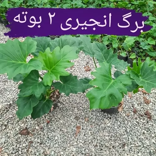 برگ انجیری فر ( گلدان 14 بسیار درشت و با کیفیت) 