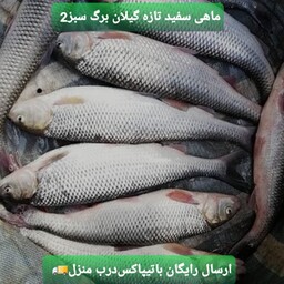 ماهی سفید تازه گیلان (2 کیلویی)