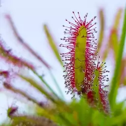 گیاه حشره خوار دروزرا مادری پر پاجوش