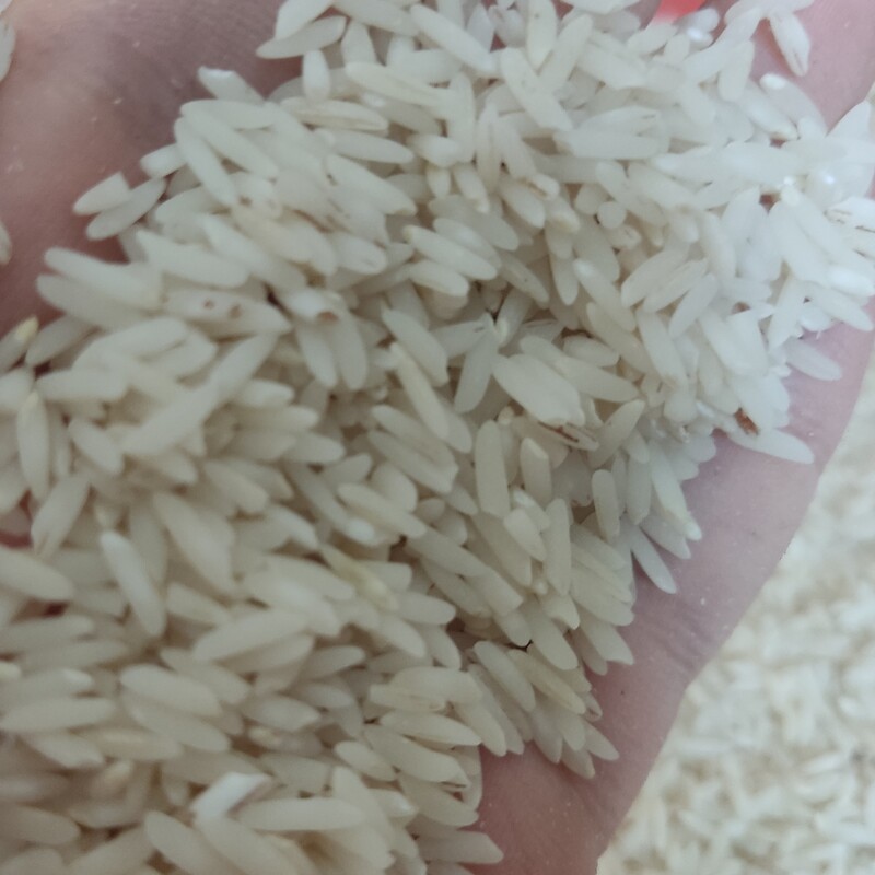 برنج طارم هاشمی معطر با ارسال رایگان(10 کیلو کرمی)