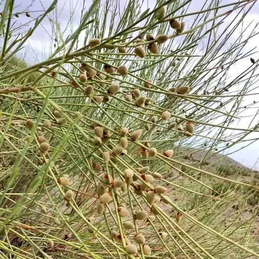 بادام کوهی(الوک)