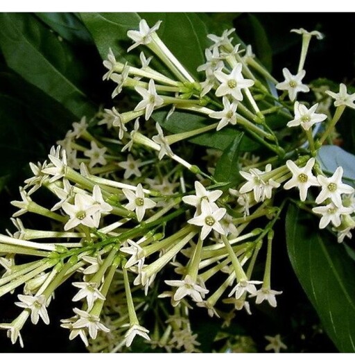 نهال گل Night Blooming Jasmine