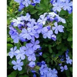 نهال گل یاس آبی