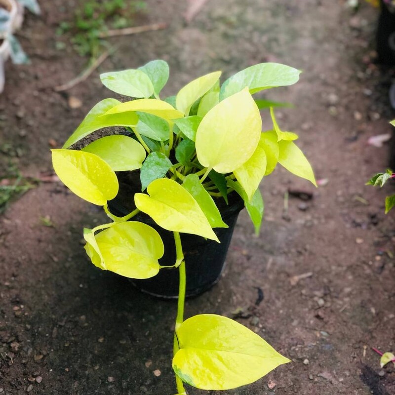 گیاه پتوس نئون یا پوتوس زرد رونده سطل 3 هزینه ارسال بصورت پس کرایه با مشتری 