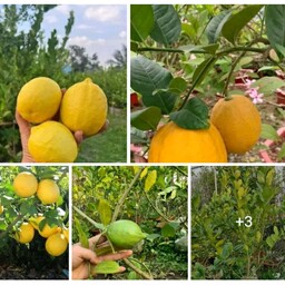 نهال لیمو ترش چهار فصل پاکوتاه