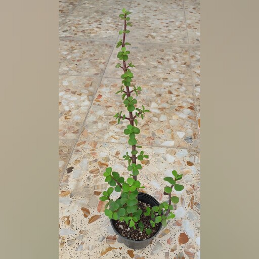 کراسولا خرفه ای گلدان 12 ریشه پر در حال رشد (پس کرایه)