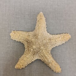 ستاره دریایی کد bs 12