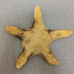 ستاره دریایی کد bs 15