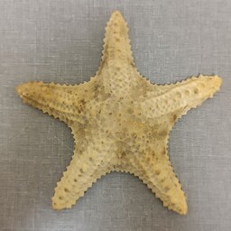 ستاره دریایی کد bbs8