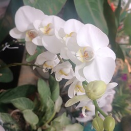 نهال گل ارکیده سفید 