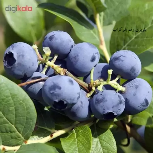 بذر میوه بلوبری بسته 30 عددی گلس گاردن