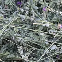 یونجه سبز پربرگ خشک شده خوراک مخصوص خرگوش، همستر و خوکچه در بسته بندی(250 گرمی)قیمت تنظیم بازاری تولید 1403