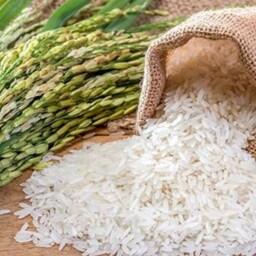 برنج کشت اول طارم معطر محلی فریدونکنار 