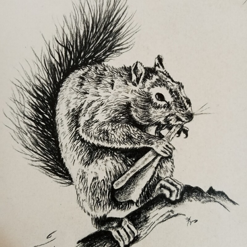 نقاشی سیاه قلم سنجاب همراه با قاب