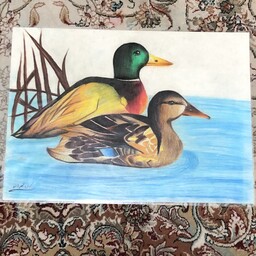 نقاشی اردک،بسیار زیبا با بهترین کیفیت تکنیک مدادرنگی و پاستل گچی 