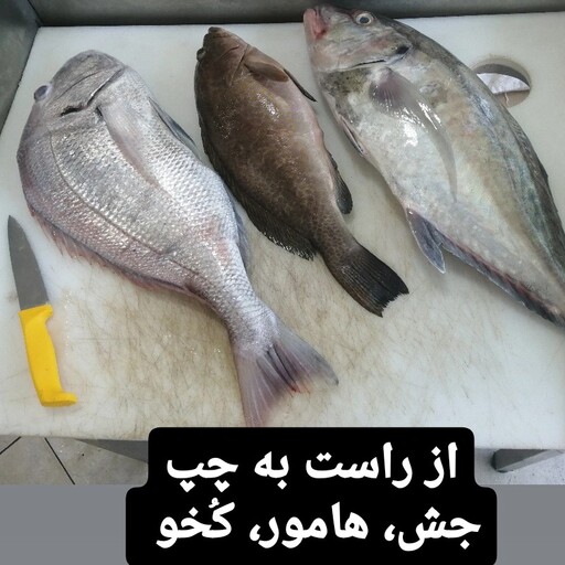 ماهی هامور تازه خلیج فارس 