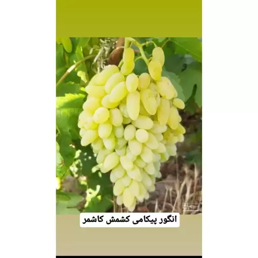 بوته انگور