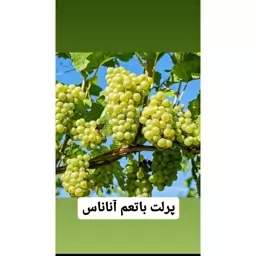 بوته انگور