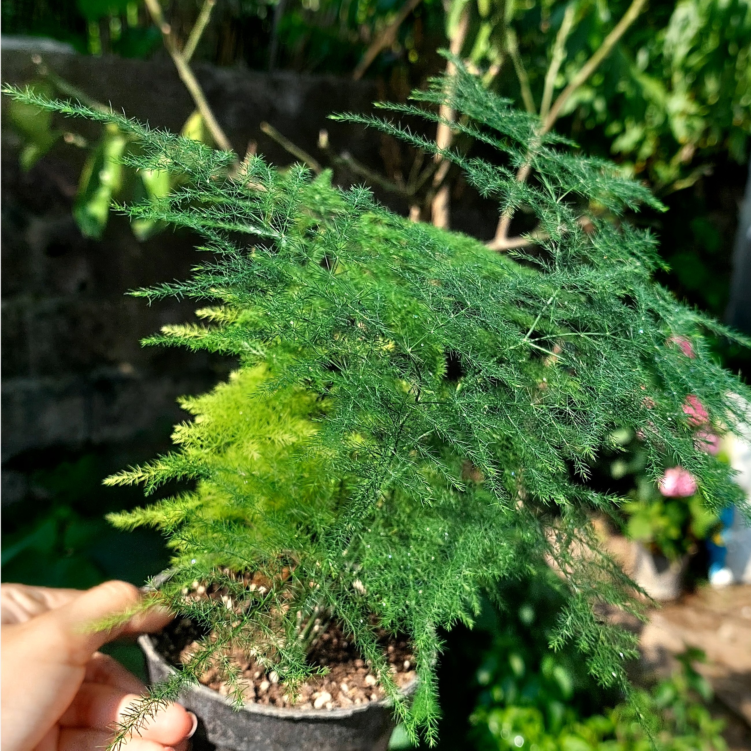 گل شویدی( مارچوبه زینتی)