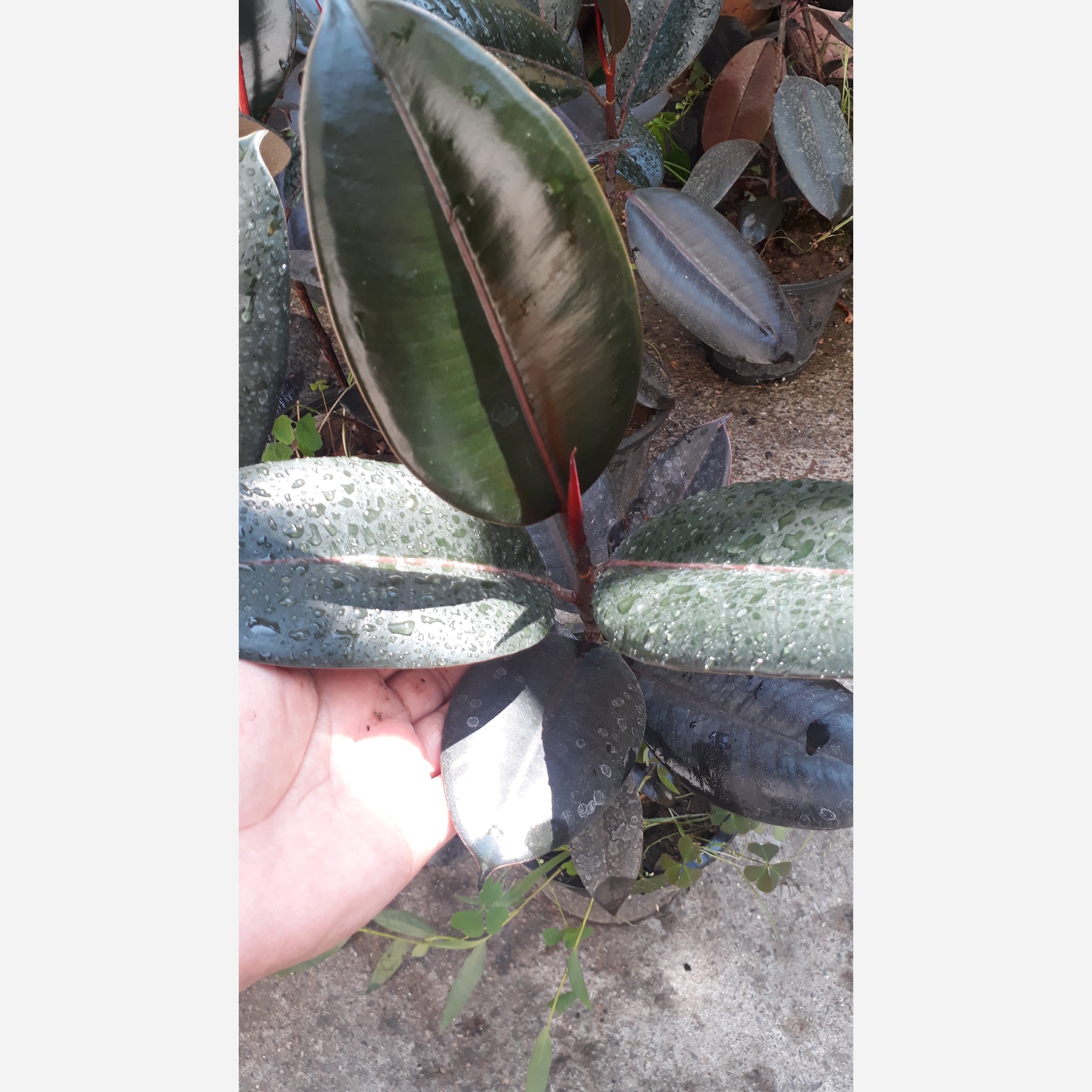 فیکوس سوپر بلک سطل 3 و نیم ارتفاع بالای 30 سانت ریشه پر ،پسکرایه،