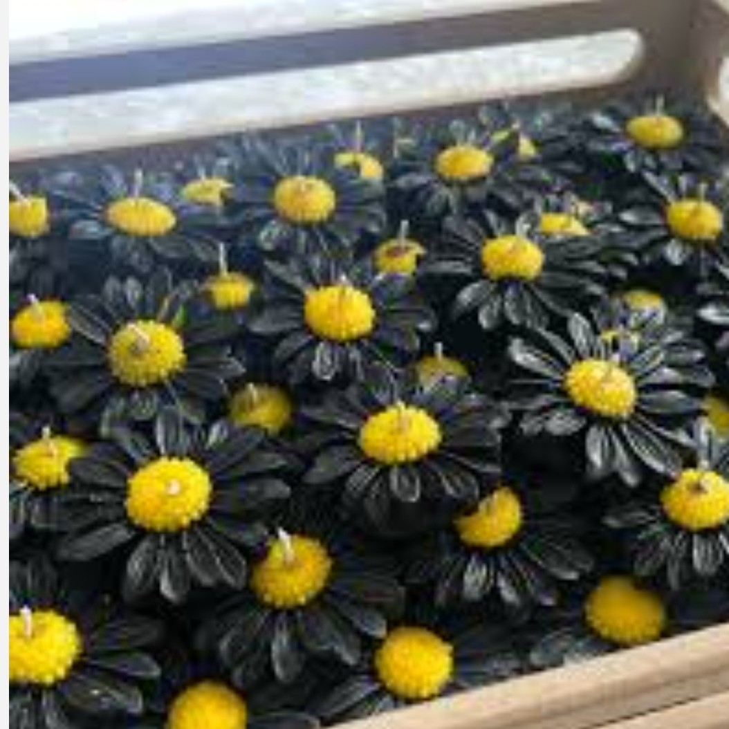 شمع بابونه مشکی