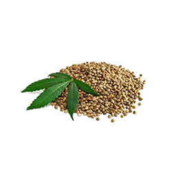 شاهدانه