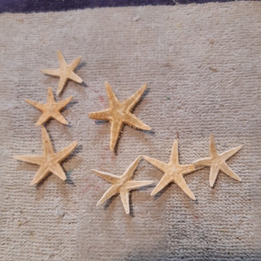 ستاره دریایی 3 تا  4.5 سانت