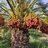 خرما فروش مهدی