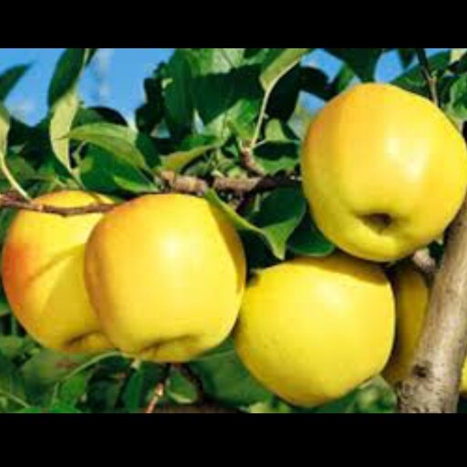 نهال سیب زرد لبنانی