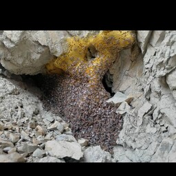 عسل وحشی صخره زنبور ریز نایاب 