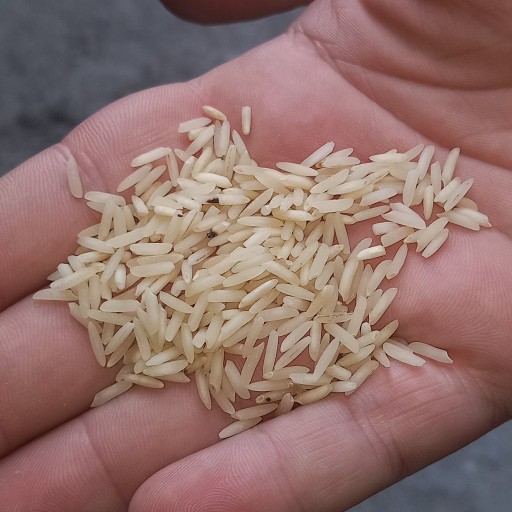 برنج دودی هیزمی هاشمی 10kgفوق اعلا(ضمانت کیفیت و مرجوعی )