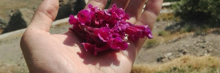 آقای همیشه سبز