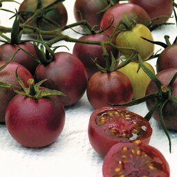 بذر گوجه فرنگی  (بذر گوجه گیلاسی شکلاتی درختی )30عددی