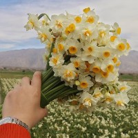 پوشاک گلی،