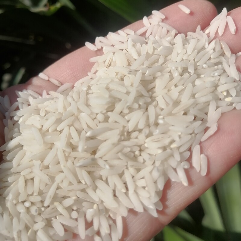 برنج طارم محلی تضمین کیفیت وخالص کشت1402