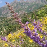 محصولات طب سنتی و آرایشی شفا