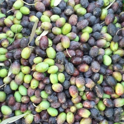 روغن زیتون اعلای طارم 22لیتری با بو و بدون بو  با ضمانت مرجوعی  