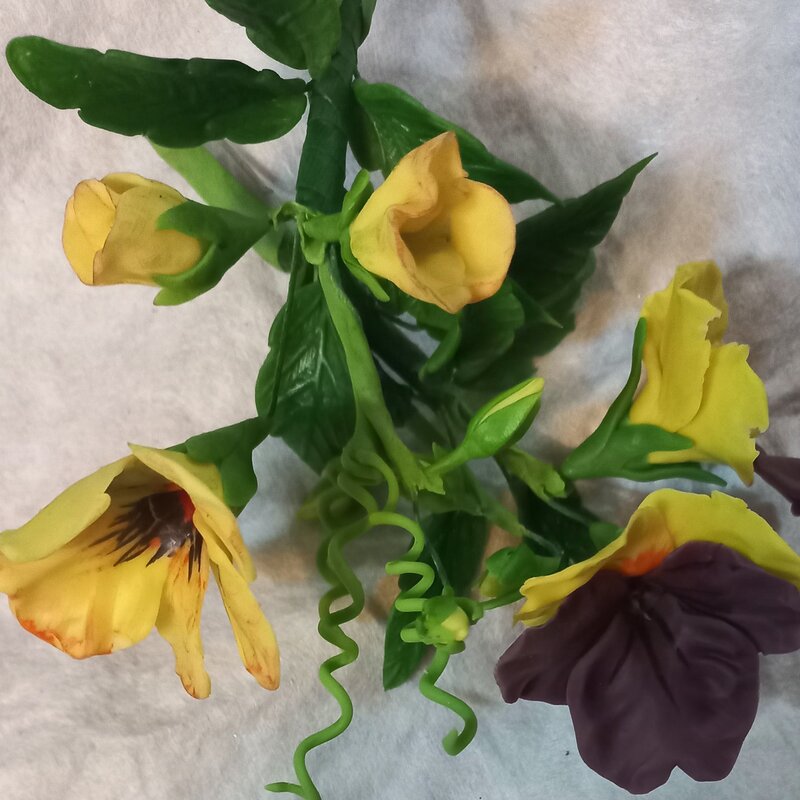 گلهای بنفشه در رنگهای مختلف وزیبا 