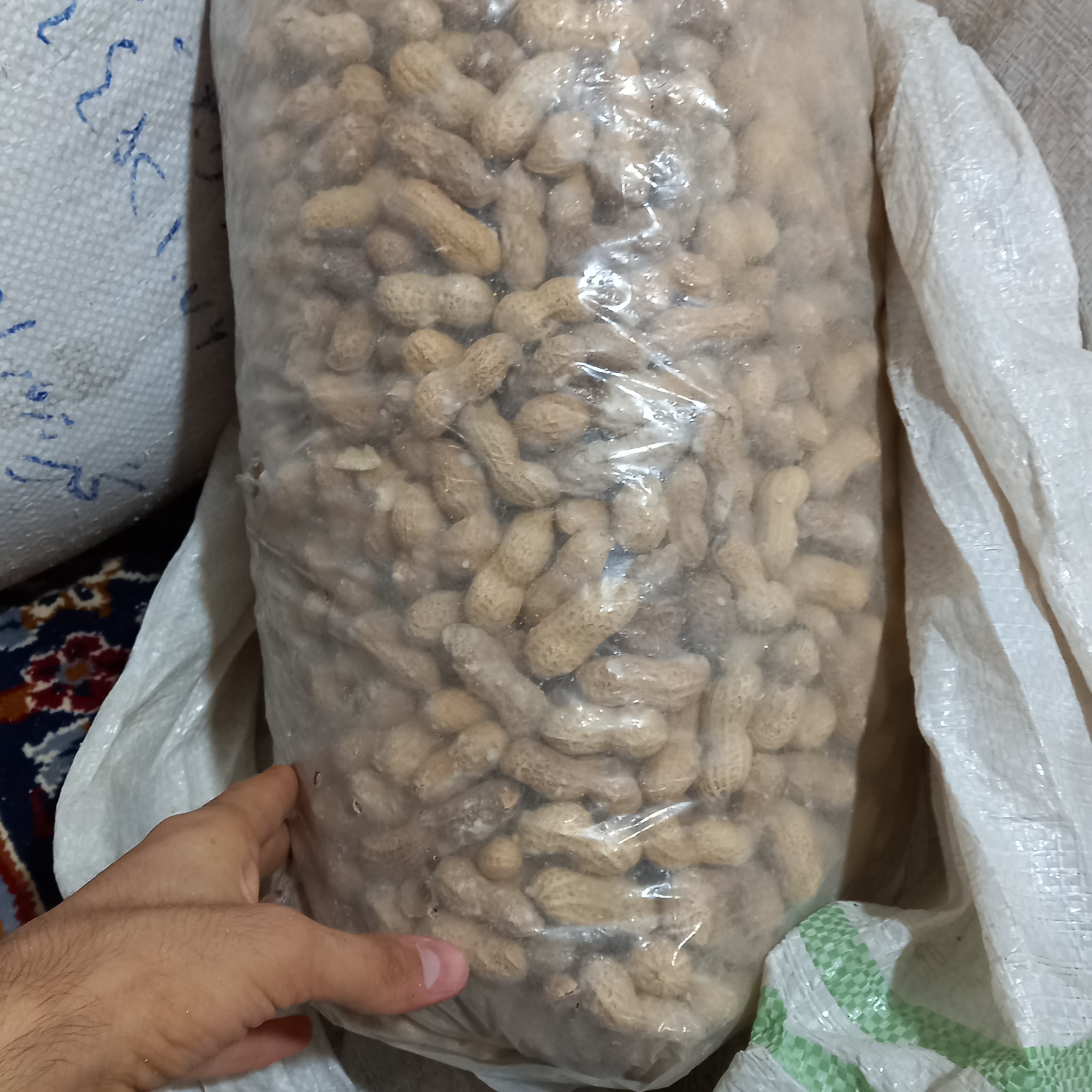 بادام زمینی ایرانی غلافشور درجه یک اعلا