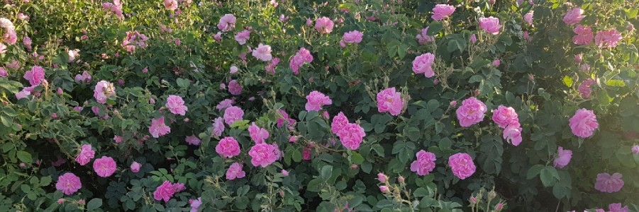 گلاب و عرقیات گیاهی شهگل