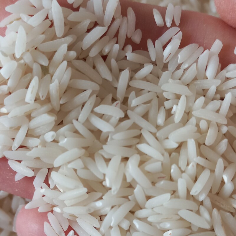 برنج طارم اعلاء فریدونکنار در بسته 20 کیلویی خوش پخت و ری بالا و عطر عالی