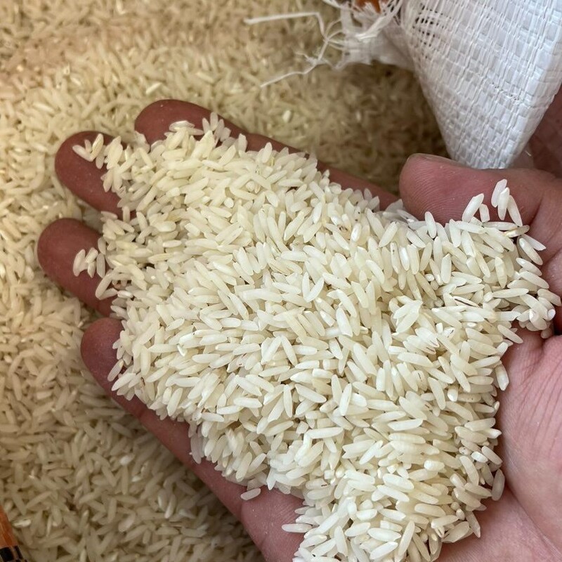 برنج شیرودی خوشپخت و با کیفیت فریدونکنار  در بسته 20کیلویی