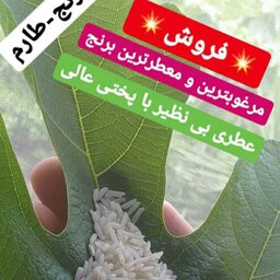 برنج طارم  هاشمی شمال درجه یک به شرط پخت وبا کیفیت عالی