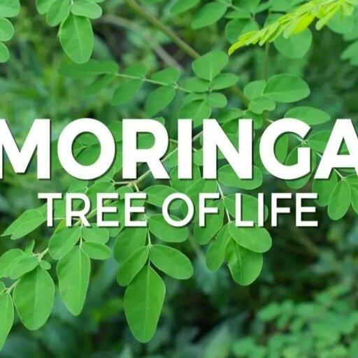 برگ گیاه مورینگا اولیفرا طبیعی و بهداشتی، بسته 100 گرمی، ارسال رایگان میباشد
