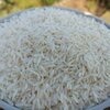 برنج تالش(  روستای شیرآباد)