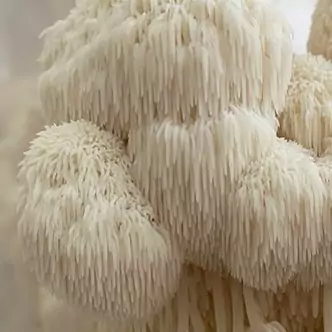 قارچ یال شیر تازه یا بسته نیم کیلو گرمی lions mane mushroom