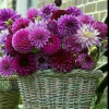 فروشگاه بی واسطه
