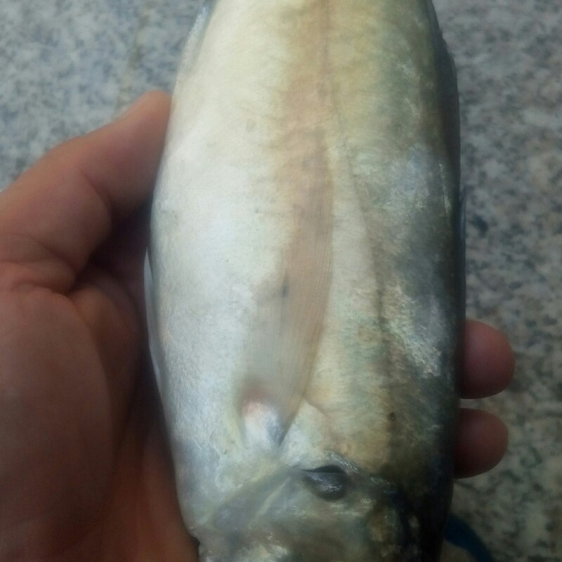 ماهی طلال